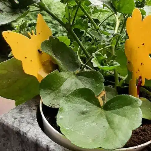 Rovarirtó pálca - 12 db (WNDR19053) - Image 5