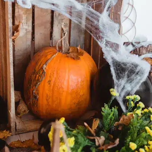 Valósághű pókháló 2 pókkal (WNDR19759) - Image 4