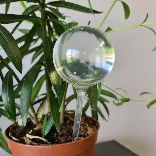 Öntöző gömbök növények számára - 8db (WNDR21043) - Image 8