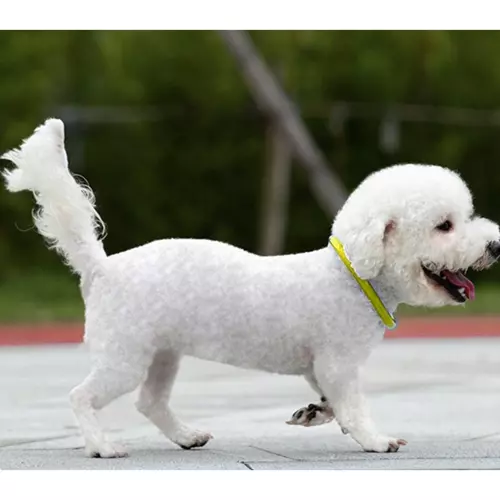 Méretre szabható világító kutya nyakörv esti sétákhoz bármilyen méretű kutyának (WNDR21631) - Image 9