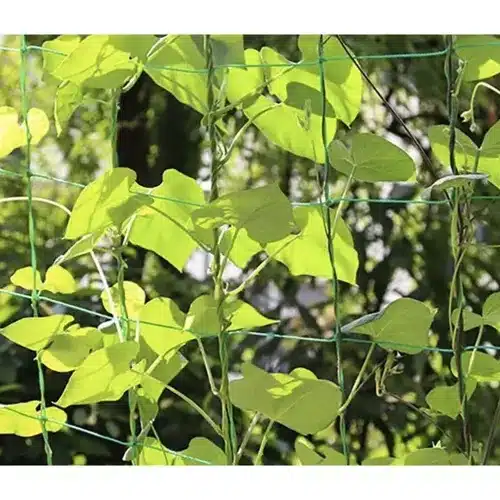 Növényháló futónövények támogatására – 2 x 10 m (WNDR23978) - Image 2