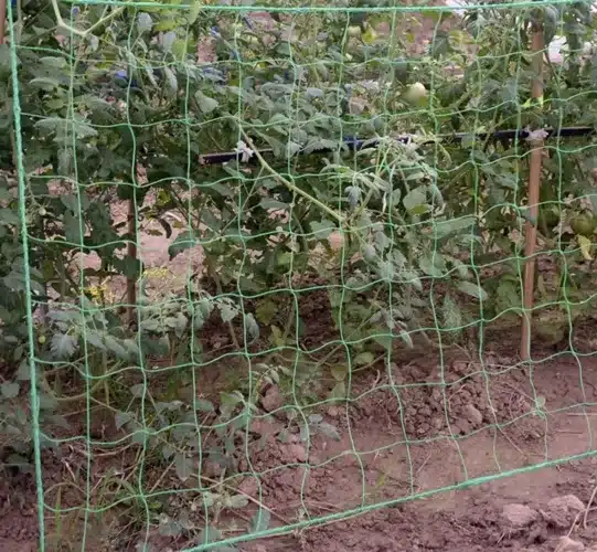 Növényháló futónövények támogatására – 2 x 10 m (WNDR23978) - Image 3