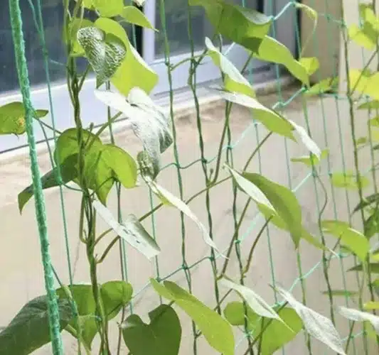 Növényháló futónövények támogatására – 2 x 10 m (WNDR23978) - Image 4