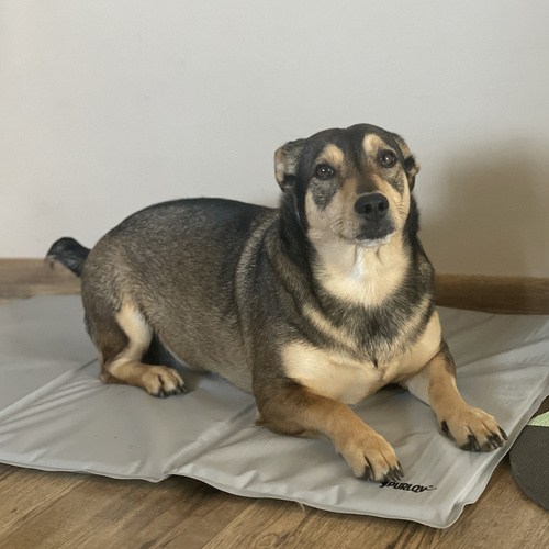 Purlov XL hűsítő gélmatrac kisállatoknak – 90 × 50 cm, automatikus hűtés, újrahasználható (WNDR25531) - Image 2