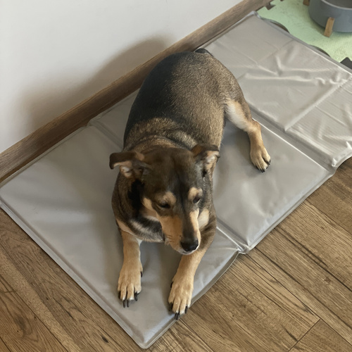 Purlov XL hűsítő gélmatrac kisállatoknak – 90 × 50 cm, automatikus hűtés, újrahasználható (WNDR25531) - Image 5