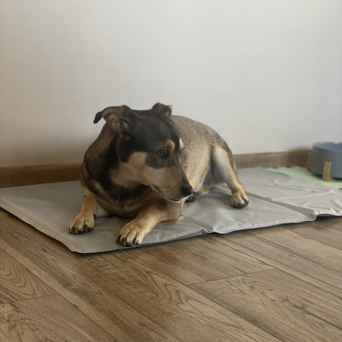 Purlov XL hűsítő gélmatrac kisállatoknak – 90 × 50 cm, automatikus hűtés, újrahasználható (WNDR25531) - Image 6